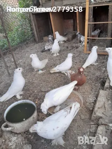 Демкежи, снимка 1