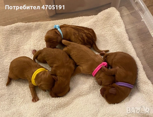 Изключително малък, чистокръвен и красив Той Пудел за разплод, снимка 14 - Пудели - 53056503