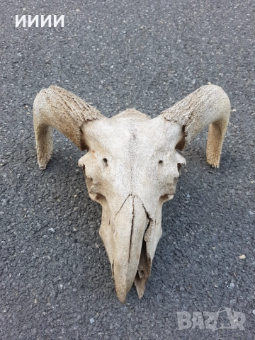 Ловен трофей Козирог 