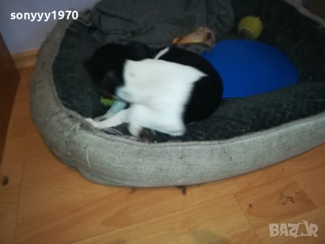 ДЖАК РЪСЕЛ 1011250842, снимка 5 - Джак ръсел териер - 52358129