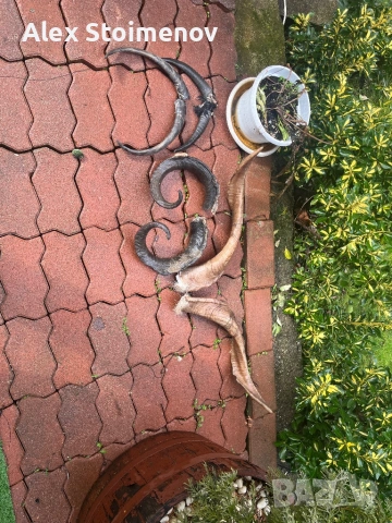 Продавам рога, снимка 2 - Други ценни предмети - 53273849