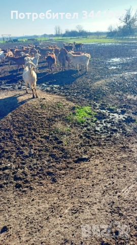 Стадо с женски ,мъжки кози и ярета 