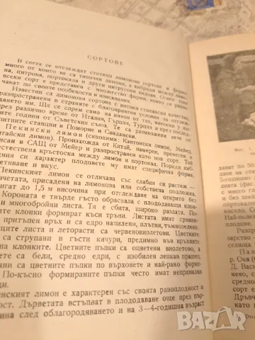 Отглеждане на лимона, снимка 4 - Други - 47333809