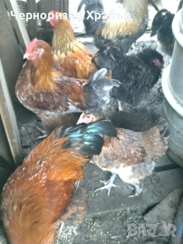 Домашни петли , снимка 6 - Кокошки и пуйки - 52431887