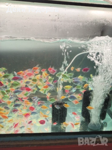 Тернеция 8 цвята, снимка 5 - Рибки - 53786373