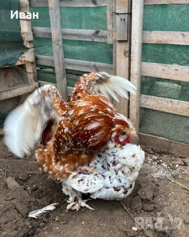 яйца от Струмски кокошки, снимка 5 - Кокошки и пуйки - 49817114