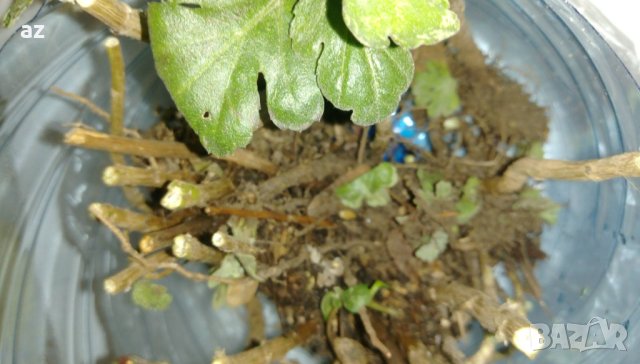 Хризантеми , снимка 5 - Разсади - 42740391