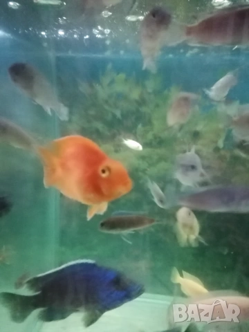 Продавам голями риба червен Папагал, анциструси, Птеригоплихт , снимка 7 - Рибки - 53234791