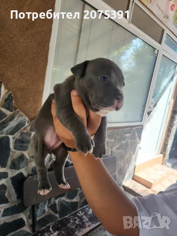 Американско були покет  American bully , снимка 2 - Питбул - 55752145