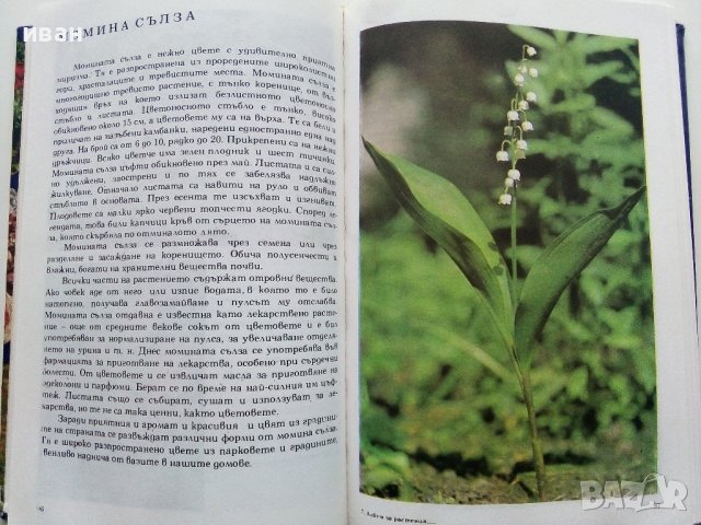 Албум за растения и животни - Н.Боев,С.Петров,П.Кръстев - 1976г., снимка 4 - Енциклопедии, справочници - 40616804