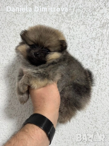 Померан, снимка 3 - Померан - 53821869