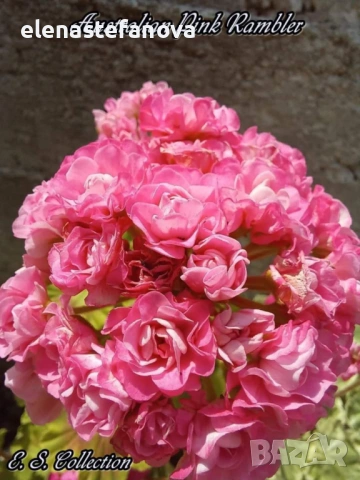 Сортови мушката - комплект, снимка 2 - Стайни растения - 53412383