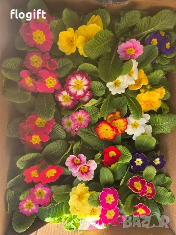 Иглика , снимка 4 - Градински цветя и растения - 53827015