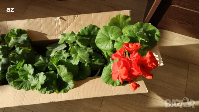 Мушкато Бългаско, снимка 15 - Стайни растения - 49927171