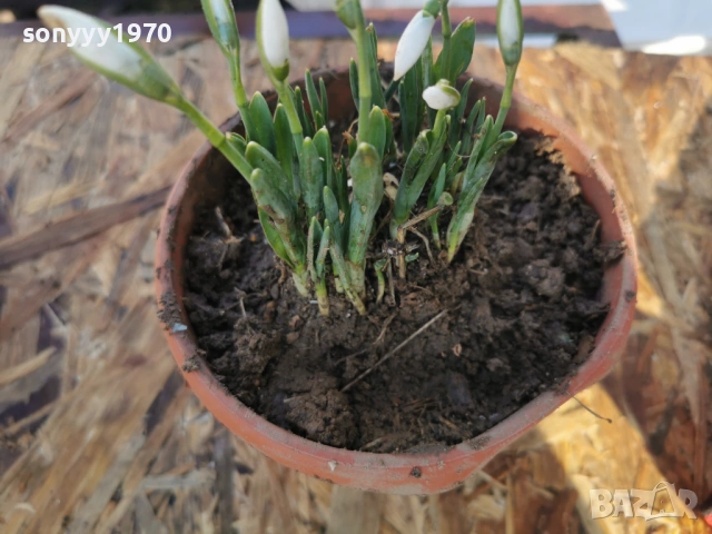 КОКИЧЕНЦА В САКСИЯ С ЛУКОВИЦИ 2801261400, снимка 9 - Градински цветя и растения - 53257522