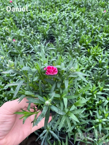 Карамфил, снимка 3 - Градински цветя и растения - 53354547