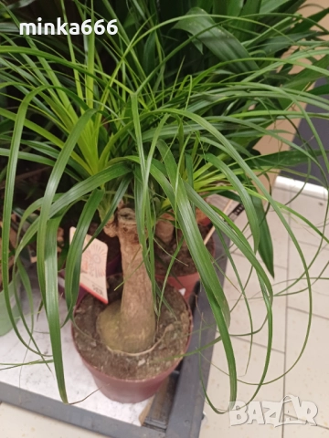 Нолина, снимка 2 - Стайни растения - 52387481