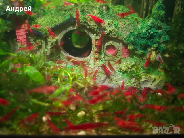 Скариди блъди мери