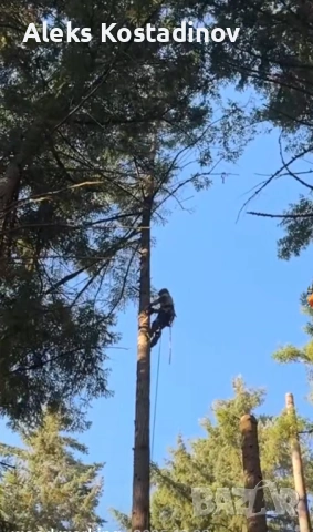 Рязане на Опасни и Високи Дървета в Цялата Страна, снимка 2 - Други - 53558879
