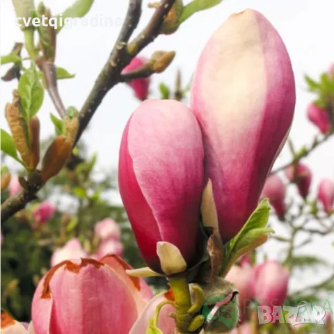 Magnolia Winelight (Магнолия Винена светлина), снимка 3 - Градински цветя и растения - 49727950