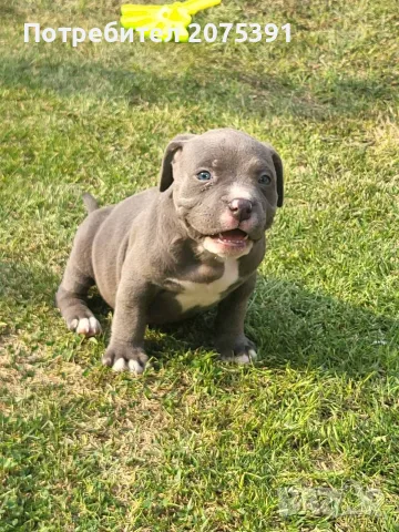 Американско були покет  American bully , снимка 6 - Питбул - 55752145