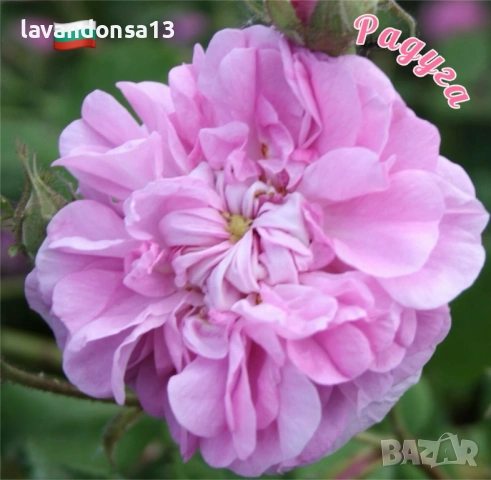Българска Маслодайна Роза – Дамасцена, Алба, Сентифолия | Разсад, снимка 9 - Градински цветя и растения - 42641069