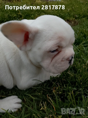 френски булдог , снимка 2 - Френски булдог - 53441629