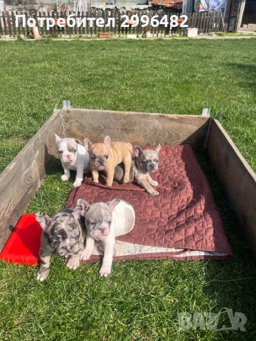 Френски булдог, снимка 3 - Френски булдог - 53657335