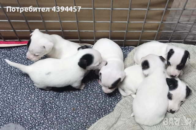 Джак ръсел териер, снимка 5 - Джак ръсел териер - 52731481