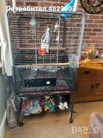 Папагал Жако , снимка 4 - Папагали - 53800530