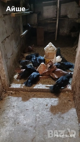 Паламарски гълъби, снимка 3 - Гълъби - 53065726