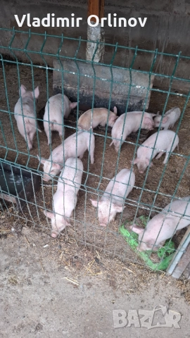 Малки прасета, снимка 1