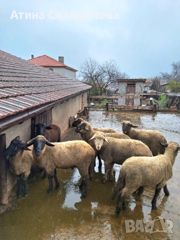 Селскостопански животни , снимка 4 - Овце - 52878388