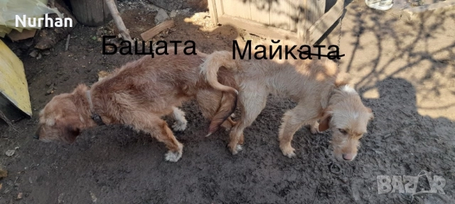 Български барак , снимка 5 - Други - 51121750