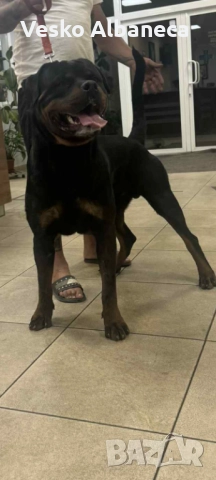 Родвайлер за разплотд, снимка 1