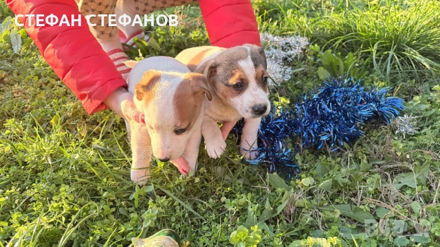 Джак Ръсел , снимка 3 - Джак ръсел териер - 52917744