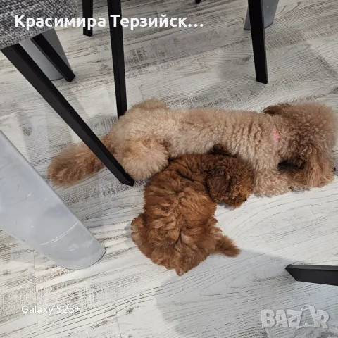 той пудел момче, снимка 6 - Пудели - 55786544