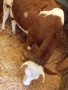 Продавам крави на първо,второ и трето теле,договаряне, снимка 9