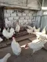 разплодни яйца от бял легхорн пиленца и ярки , снимка 9