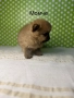 Померан померанче померанчета померани, снимка 3