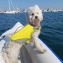 Нова светлоотразителна неопренова спасителна жилетка за куче море, снимка 5