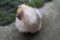 Миниатюрно момиченце померан с родословие FCI, снимка 14