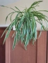 хлорофитум , снимка 2