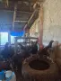 Селски петлета.., снимка 5