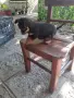 Продавам минипинчерчета, снимка 2