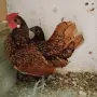 Продавам двойка златен зибрайт, снимка 1