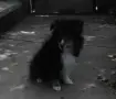 трицветно шелти момиче, снимка 4