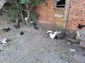 Кокошки, ярки, петли, снимка 2