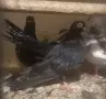 въртеливи гълъби, снимка 3