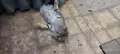 Подарявам малко женско коте, снимка 4